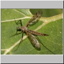 Tipula sp - Schnake 11a.jpg